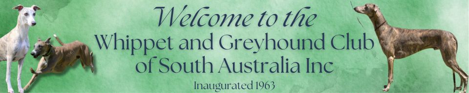 The Whippet & Greyhound Club of South Australia Inc